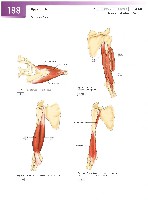 Sobotta Atlas of Human Anatomy  Head,Neck,Upper Limb Volume1 2006, page 195